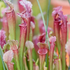 Pack 2 Rare Nepenthes Pitcher Plant in 3.75" Pot, Hardy Outdoor Indoor, Cold-hardy Plants Live Nepenthes Pitcher Plants