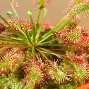 Sundew Drosera Spathulata Live Plant in 3