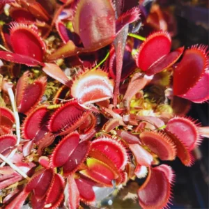 Large Size Venus Fly Trap Live Plant in 3 Inches Pot, Live Venus Flytraps Plant Terrarium, Dionaea Muscipula Grown from Seed for Planting