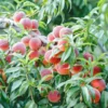 5 Big Peach Fruit Trees Fully Rooted, 3-4 Feet Tall, Peach Trees Live Plants, Large Peach Tree Sweet Peach Plant for Planting