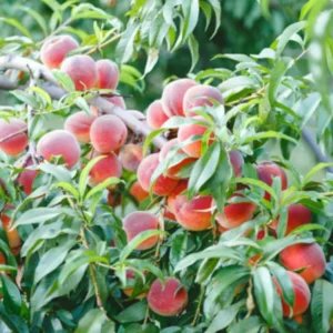 5 Big Peach Fruit Trees Fully Rooted, 3-4 Feet Tall, Peach Trees Live Plants, Large Peach Tree Sweet Peach Plant for Planting
