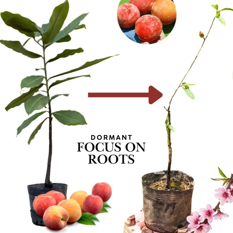 5 Big Peach Fruit Trees Fully Rooted, 3-4 Feet Tall, Peach Trees Live Plants, Large Peach Tree Sweet Peach Plant for Planting