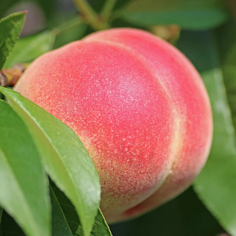 5 Big Peach Fruit Trees Fully Rooted, 3-4 Feet Tall, Peach Trees Live Plants, Large Peach Tree Sweet Peach Plant for Planting