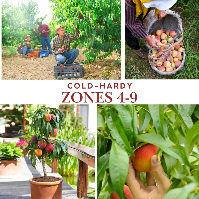 5 Big Peach Fruit Trees Fully Rooted, 3-4 Feet Tall, Peach Trees Live Plants, Large Peach Tree Sweet Peach Plant for Planting