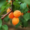 Apricot Trees Live Plants, 3-4 Ft Tall Apricot Fruit Trees for Outdoor Planting, Cold Hardy and Dormant, No Leaf, Fully Rooted