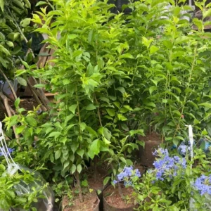 Apricot Trees Live Plants, 3-4 Ft Tall Apricot Fruit Trees for Outdoor Planting, Cold Hardy and Dormant, No Leaf, Fully Rooted