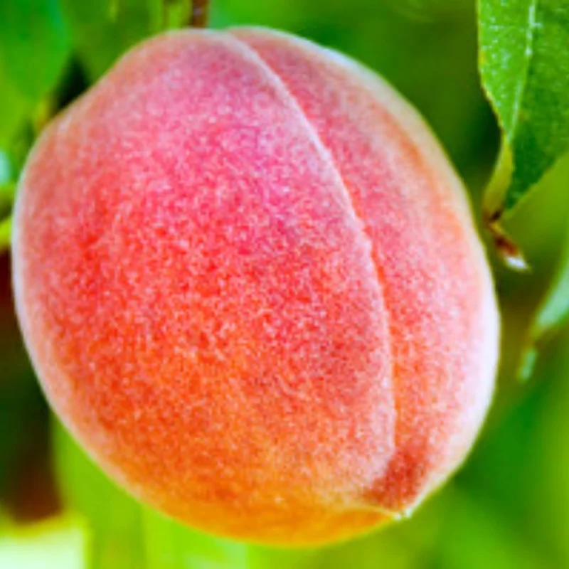Set 2 Peach Trees 3-4' Tall, Peach Fruit Plants, Large Peach Tree Sweet Peach Plant for Planting