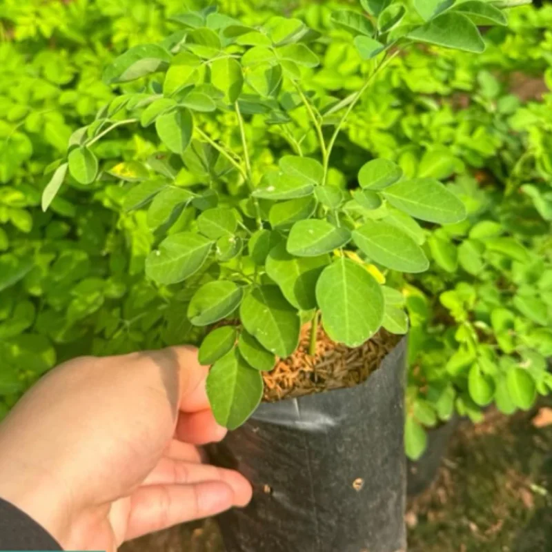Moringa Trees Plants Live, Set 4 Moringa Oleifera Plants Seedlings, Malunggay Drumstick Tree, Horseradish Tree, Outdoor Planting