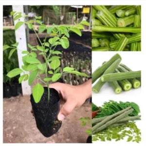 Moringa Trees Plants Live, Set 4 Moringa Oleifera Plants Seedlings, Malunggay Drumstick Tree, Horseradish Tree, Outdoor Planting