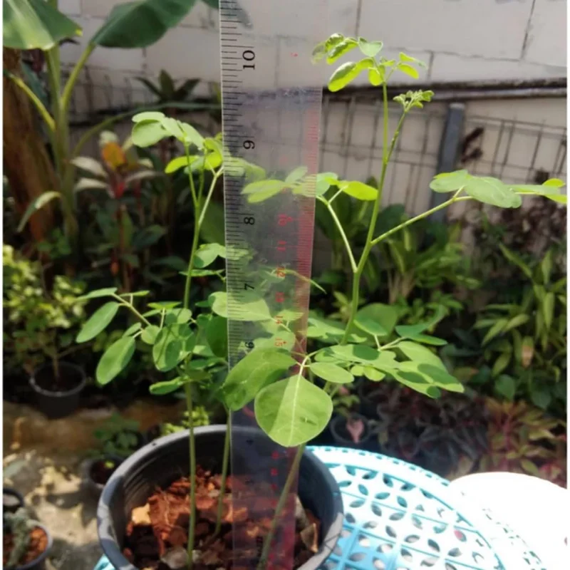 Moringa Trees Plants Live, Set 4 Moringa Oleifera Plants Seedlings, Malunggay Drumstick Tree, Horseradish Tree, Outdoor Planting