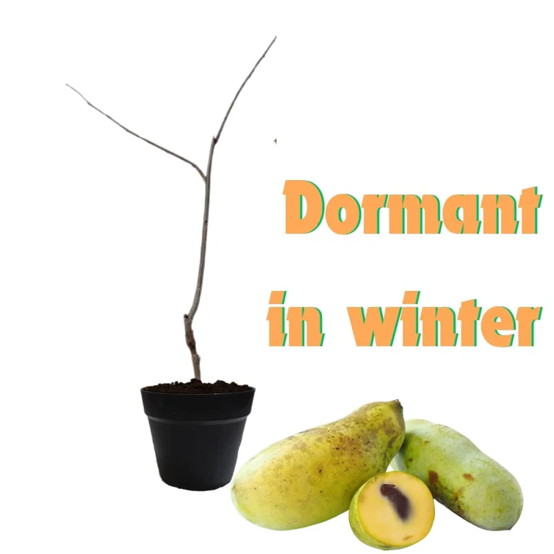 Set 2 Pawpaw Trees Live Plants in Pot, Asimina Triloba Paw Paw, 6 to 12 Inc Tall, Dormant, No Leaf, Paw Paw Tree Seedlings, American Pawpaw Plants