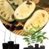 Pack 2 Pawpaw Trees Live Plants in Pot, Asimina Triloba Paw-Paw, 6 to 12 Inc Tall, Dormant, No Leaf, Paw Paw Tree Seedlings, Common American Pawpaw Plants