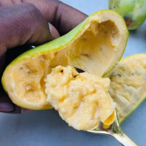 Pack 2 Pawpaw Trees Live Plants in Pot, Asimina Triloba Paw-Paw, 6 to 12 Inc Tall, Dormant, No Leaf, Paw Paw Tree Seedlings, Common American Pawpaw Plants