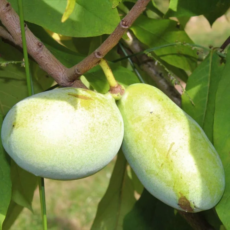 Pawpaw Tree Live Plants, Asimina Triloba Paw Paw, 6 to 12 Inc Tall, Dormant, No Leaf, Paw Paw Tree Seedlings, American Pawpaw Plants