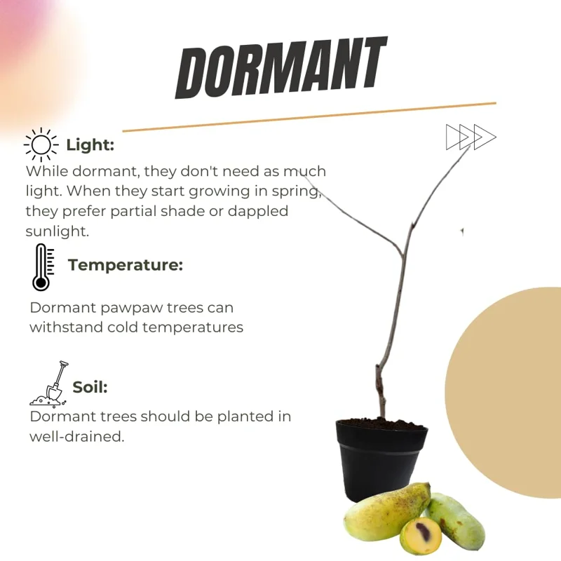 Pawpaw Tree Live Plants, Asimina Triloba Paw Paw, 6 to 12 Inc Tall, Dormant, No Leaf, Paw Paw Tree Seedlings, American Pawpaw Plants