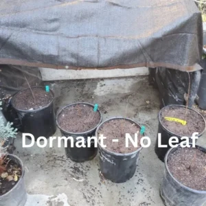 Pawpaw Tree Live Plants, Asimina Triloba Paw Paw, 6 to 12 Inc Tall, Dormant, No Leaf, Paw Paw Tree Seedlings, American Pawpaw Plants