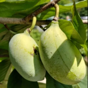 Set 3 Pawpaw Trees Live Plants in Pot, Asimina Triloba Paw Paw, 6 to 12 Inc Tall, Dormant, No Leaf, Paw Paw Tree Seedlings, American Pawpaw Plants