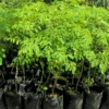 Set 2 Live Moringa Trees Plants, Moringa Oleifera Plants, Malunggay Plant for Growing, Drumstick Tree, Horseradish Tree, Set 2 Plants No Pot