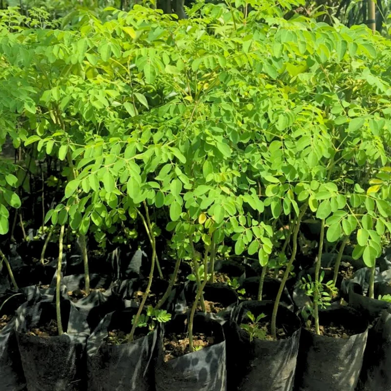 Set 2 Live Moringa Trees Plants, Moringa Oleifera Plants, Malunggay Plant for Growing, Drumstick Tree, Horseradish Tree, Set 2 Plants No Pot