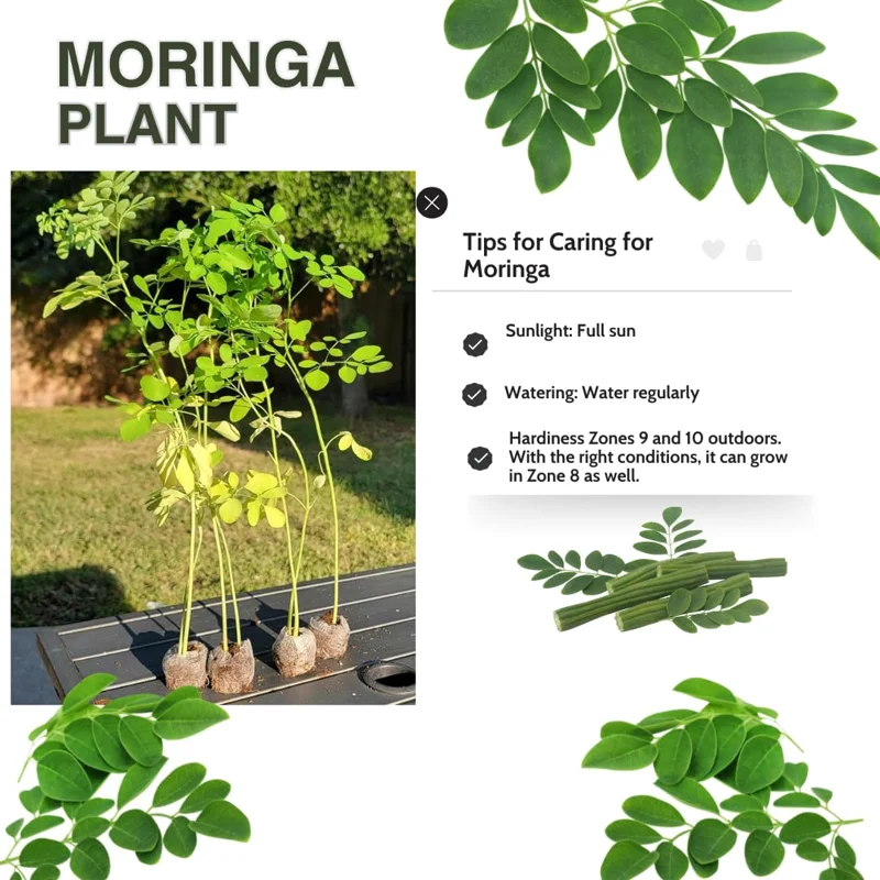 Set 2 Live Moringa Trees Plants, Moringa Oleifera Plants, Malunggay Plant for Growing, Drumstick Tree, Horseradish Tree, Set 2 Plants No Pot
