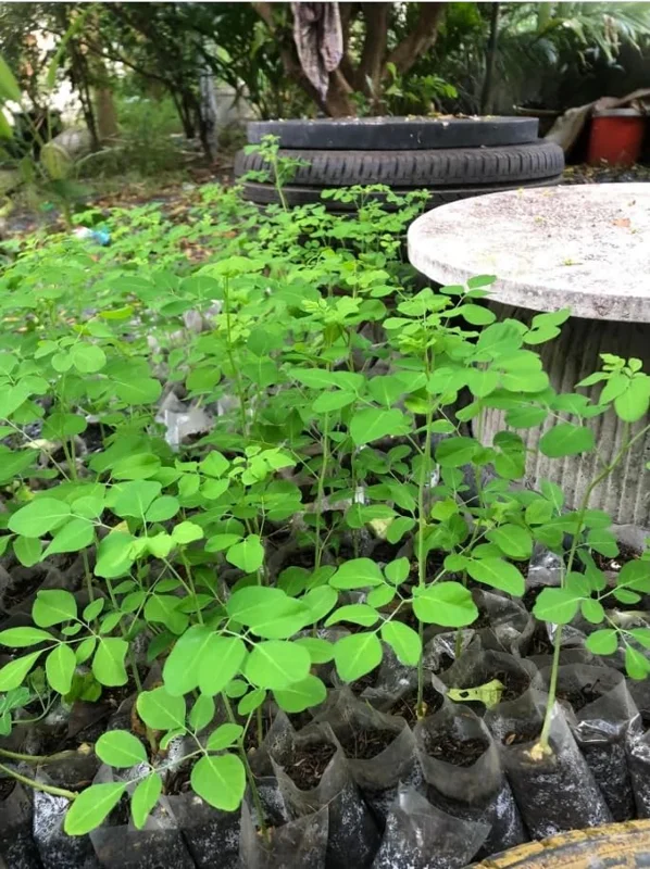 Set 2 Live Moringa Trees Plants, Moringa Oleifera Plants, Malunggay Plant for Growing, Drumstick Tree, Horseradish Tree, Set 2 Plants No Pot