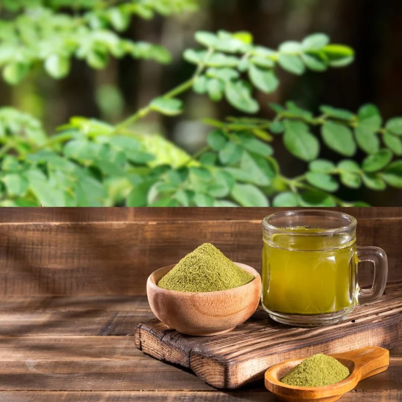 Set 2 Live Moringa Trees Plants, Moringa Oleifera Plants, Malunggay Plant for Growing, Drumstick Tree, Horseradish Tree, Set 2 Plants No Pot