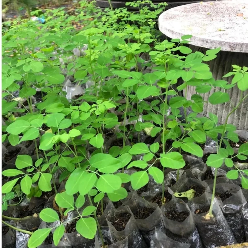 Set 4 Live Moringa Trees Plants, Moringa Oleifera Plants, Malunggay Plant for Growing, Drumstick Tree, Horseradish Tree