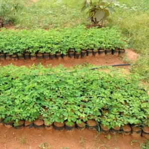 Set 4 Live Moringa Trees Plants, Moringa Oleifera Plants, Malunggay Plant for Growing, Drumstick Tree, Horseradish Tree