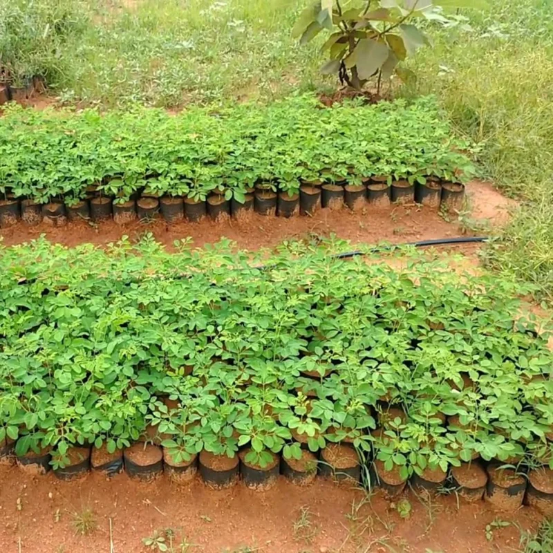 Set 4 Live Moringa Trees Plants, Moringa Oleifera Plants, Malunggay Plant for Growing, Drumstick Tree, Horseradish Tree