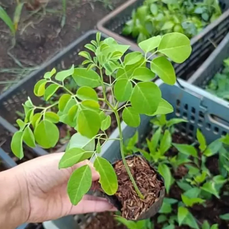 Set 4 Live Moringa Trees Plants, Moringa Oleifera Plants, Malunggay Plant for Growing, Drumstick Tree, Horseradish Tree