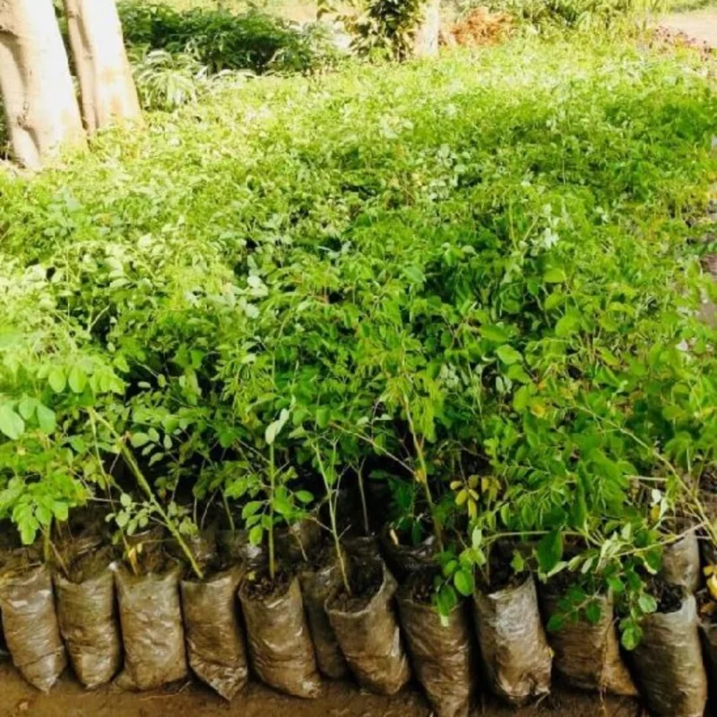 Set 4 Live Moringa Trees Plants, Moringa Oleifera Plants, Malunggay Plant for Growing, Drumstick Tree, Horseradish Tree
