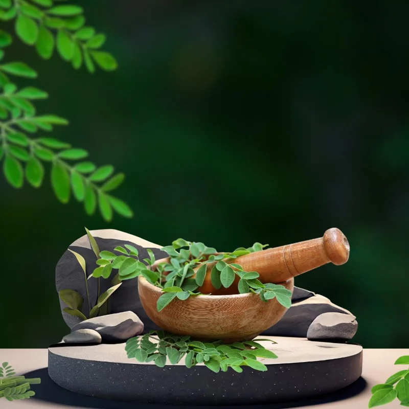 Set 2 Live Moringa Trees Plants, Moringa Oleifera Plants, Malunggay Plant for Growing, Drumstick Tree, Horseradish Tree, Set 2 Plants No Pot