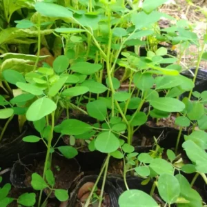 Set 2 Live Moringa Trees Plants, Moringa Oleifera Plants, Malunggay Plant for Growing, Drumstick Tree, Horseradish Tree, Set 2 Plants No Pot