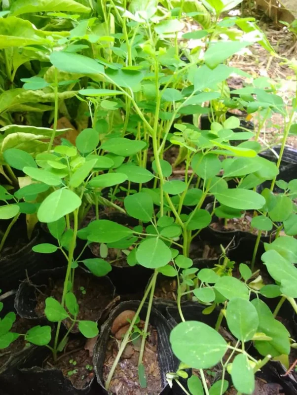 Set 2 Live Moringa Trees Plants, Moringa Oleifera Plants, Malunggay Plant for Growing, Drumstick Tree, Horseradish Tree, Set 2 Plants No Pot