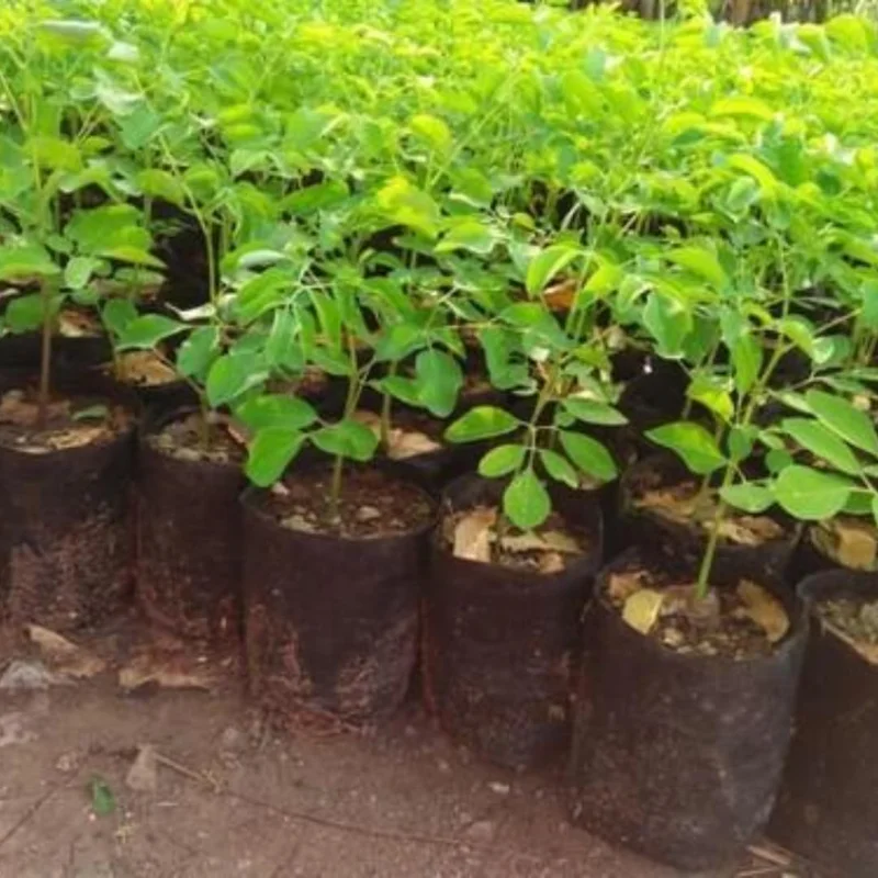 Set 4 Live Moringa Trees Plants, Moringa Oleifera Plants, Malunggay Plant for Growing, Drumstick Tree, Horseradish Tree