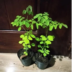 Set 4 Live Moringa Trees Plants, Moringa Oleifera Plants, Malunggay Plant for Growing, Drumstick Tree, Horseradish Tree