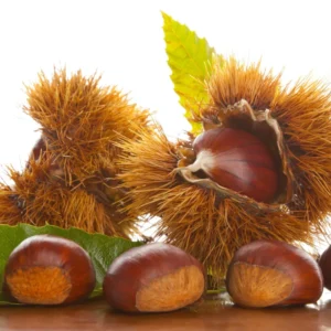 Pack 2 American Chestnut Trees Bare Roots, Dormant, 1 Year Old, 12 to 18 Inc Tall Chestnut Tree Seedling for Planting, No HI, AK