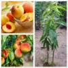 Peach Tree Live Plants, Peach Fruit Tree Live Plants Dormant, 1 Year Old Tree, Cold-Hardy, No Leaf, Peach Tree Seedlings, No Pot