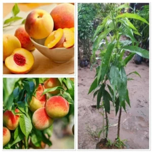 Peach Tree Live Plants, Peach Fruit Tree Live Plants Dormant, 1 Year Old Tree, Cold-Hardy, No Leaf, Peach Tree Seedlings, No Pot