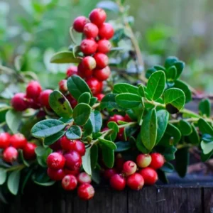 American Cranberry Tree Low Bush Groundcover in 3 Inc Pot, Red Cranberries Tree Viburnum Plant, Edible Cranberry Tree Live for Planting