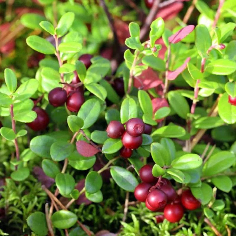 American Cranberry Tree Low Bush Groundcover in 3 Inc Pot, Red Cranberries Tree Viburnum Plant, Edible Cranberry Tree Live for Planting