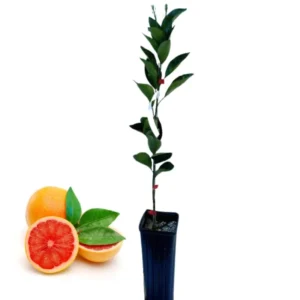 Live Ruby Red Grapefruit Tree Plant, 1 to 3 Ft Tall in Pot, Sweet Pomelo Tree for Planting, Can Not Ship to TX, FL, AZ, CA, LA, HI