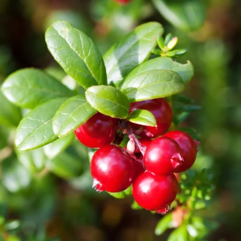 Red Cranberry Tree Live Plant, Low Bush Groundcover in 3 Inc Pot, Red Cranberries Tree Viburnum Plant, Edible Cranberry Tree Live for Planting