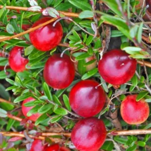 Cranberry Tree Plant Live in 3 Inch Pot, Low Bush Groundcover, Red Cranberries Tree Viburnum Plant, Edible Cranberry Tree Live for Growing