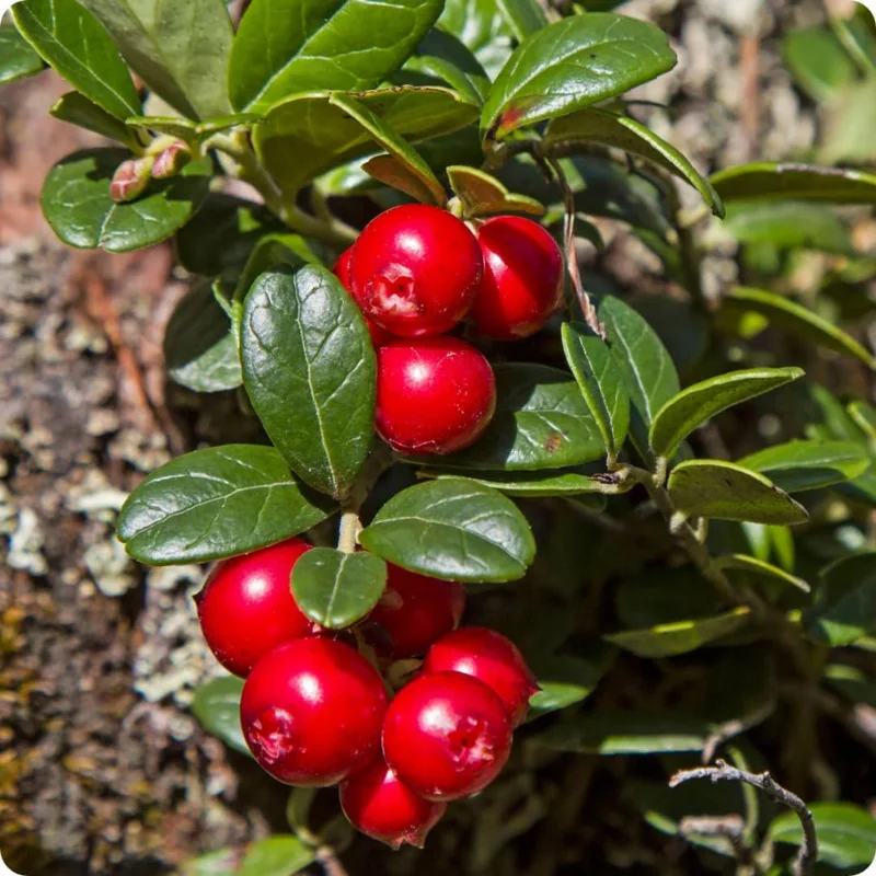 Cranberry Tree Plant Live in 3 Inch Pot, Low Bush Groundcover, Red Cranberries Tree Viburnum Plant, Edible Cranberry Tree Live for Growing
