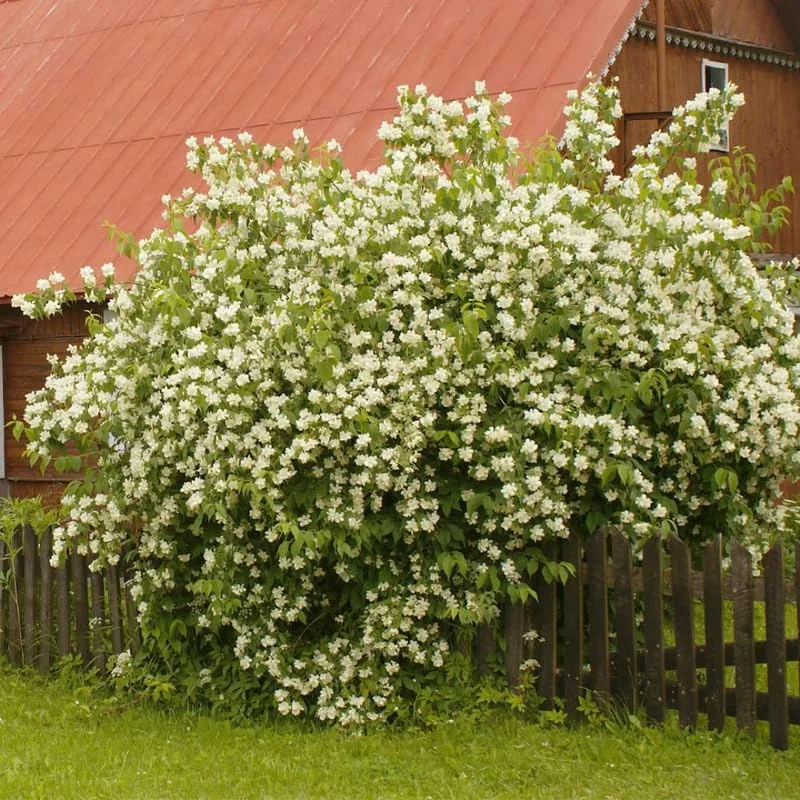 Mock Orange Bush, Mock Orange Shrub Live Plant, Sweet Fragrant Mock Orange Plants Tree Live, Philadelphus in 4 Inc Pot
