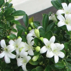 Mock Orange Bush, Mock Orange Shrub Live Plant, Sweet Fragrant Mock Orange Plants Tree Live, Philadelphus in 4 Inc Pot