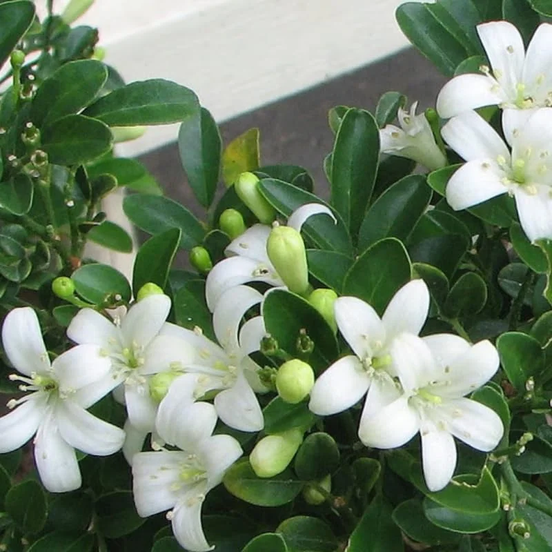 Mock Orange Bush, Mock Orange Shrub Live Plant, Sweet Fragrant Mock Orange Plants Tree Live, Philadelphus in 4 Inc Pot