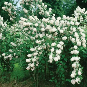 Mock Orange Bush, Mock Orange Shrub Live Plant, Sweet Fragrant Mock Orange Plants Tree Live, Philadelphus in 4 Inc Pot