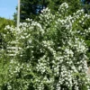 Mock Orange Bush, Mock Orange Shrub Live Plant, Sweet Fragrant Mock Orange Plants Tree Live, Philadelphus in 4 Inc Pot